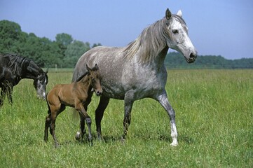 LUSITANO HORSE, MARE AND FOAL WALKING THROUGH MEADOW