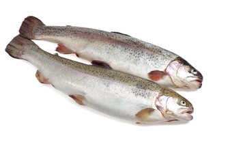 FRESH SEA TROUT salmo trutta trutta AGAINST WHITE BACKGROUND