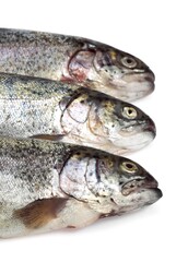 FRESH RAINBOW TROUT salmo gairdneri AGAINST WHITE BACKGROUND