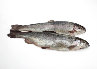 FRESH RAINBOW TROUT salmo gairdneri AGAINST WHITE BACKGROUND