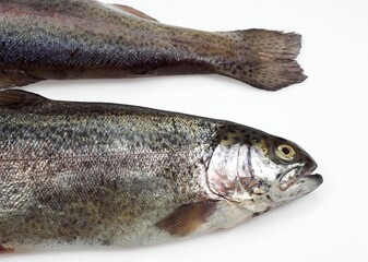 FRESH RAINBOW TROUT salmo gairdneri AGAINST WHITE BACKGROUND