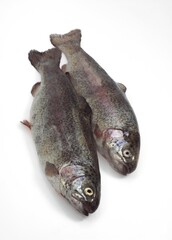 FRESH RAINBOW TROUT salmo gairdneri AGAINST WHITE BACKGROUND