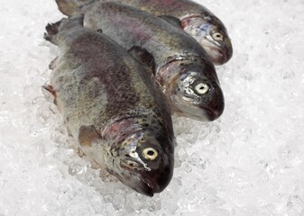 FRESH RAINBOW TROUT salmo gairdneri ON ICE