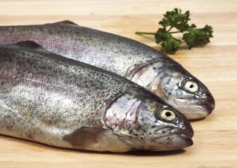 FRESH RAINBOW TROUT salmo gairdneri WITH PARSLEY