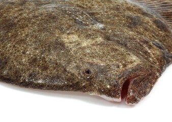 FRESH TURBOT scophthalmus maximus AGAINST WHITE BACKGROUND