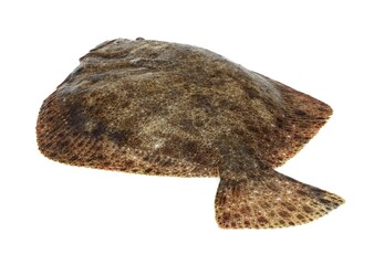 FRESH TURBOT scophthalmus maximus AGAINST WHITE BACKGROUND
