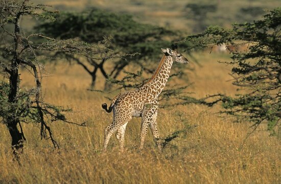MASAI GIRAFFE giraffa camelopardalis tippelskirchi, CALF NEAR ACACIA TREES, KENYA