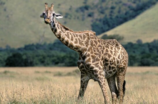 MASAI GIRAFFE giraffa camelopardalis tippelskirchi IN KENYA