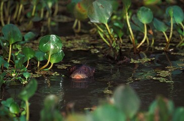 Naklejka premium GIANT OTTER pteronura brasiliensis, ADULT EMERGING FROM WATER, PANTANAL IN BRAZIL