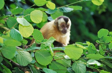 BLACK CAPPED CAPUCHIN cebus apella IN A TREE AGAINST GREEN FOLIAGE