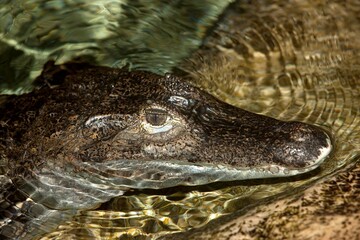 SPECTACLED CAIMAN caiman crocodilus, HEAD OF ADULT EMERGING FROM WATER