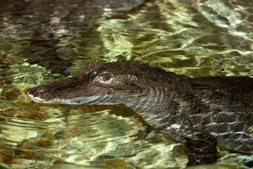 SPECTACLED CAIMAN caiman crocodilus, HEAD OF ADULT EMERGING FROM WATER