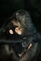 Chimpanzee, pan troglodytes, Female with Young