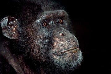 CHIMPANZEE pan troglodytes, HEAD CLOSE-UP OF ADULT