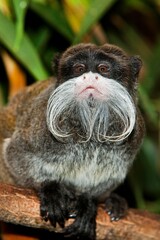EMPEROR TAMARIN saguinus imperator subgrisescens ON A BRANCH AGAINST GREEN FOLIAGE