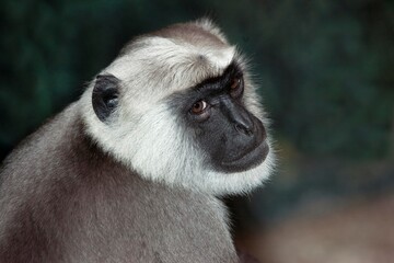 HEAD OF HANUMAN LANGUR semnopithecus entellus