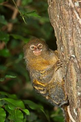 PYGMY MARMOSET callithrix pygmaea , ADULT ON TREE TRUNK AGAINST GREEN FOLIAGE
