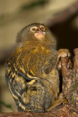 PYGMY MARMOSET callithrix pygmaea , ADULT ON A BRANCH