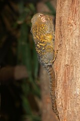 PYGMY MARMOSET callithrix pygmaea , ADULT ON TREE TRUNK