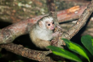 Fototapeta premium BABY SILVERY MARMOSET mico argentatus ON A BRANCH