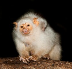 Fototapeta premium SILVERY MARMOSET FEMALE mico argentatus CARRYING A BABY ON ITS BACK