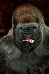 EASTERN LOWLAND GORILLA gorilla gorilla graueri, HEAD OF MALE