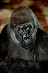 EASTERN LOWLAND GORILLA gorilla gorilla graueri, HEAD OF FEMALE