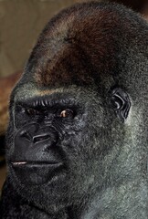Obraz premium EASTERN LOWLAND GORILLA gorilla gorilla graueri, HEAD CLOSE-UP OF MALE
