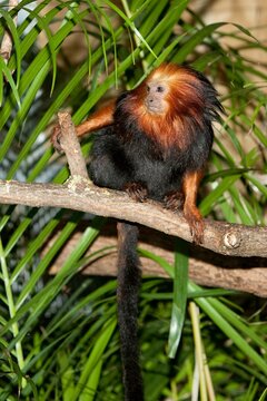GOLDEN HEADED LION TAMARIN leontopithecus chrysomelas ON A BRANCH AGAINST GREEN FOLIAGE