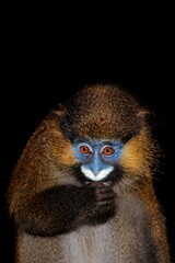 MOUSTACHED MONKEY OR MUSTACHED MONKEY cercopithecus cephus EATING AGAINST BLACK BACKGROUND