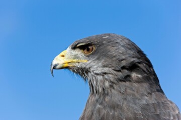 HEAD CLOSE-UP OF BLACK-CHESTED BUZZARD-EAGLE geranoaetus melanoleucus AGAINST A BLUE SKY