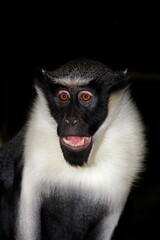 DIANA MONKEY cercopithecus diana, ADULT CRYING