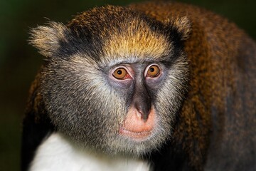 HEAD CLOSE-UP OF CAMPBELL'S MONKEY cercopithecus campbelli