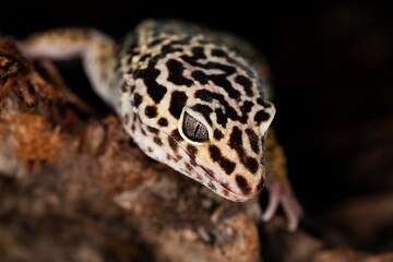LEOPARD GECKO eublepharis macularius