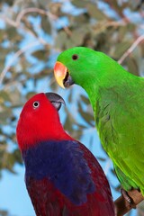 MALE AND FEMALE ECLECTUS PARROT eclectus roratus