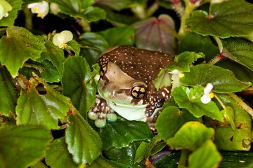 Amazon Milk Frog, phrynohyas resinifictrix, Adult standing on Leaves