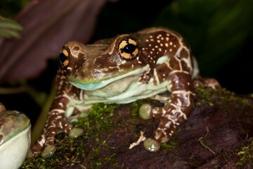 Amazon Milk Frog, phrynohyas resinifictrix, Adult