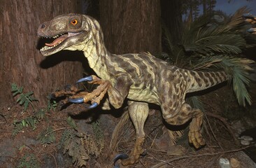DEINONYCHUS ANTIRRHOPUS, A BIPEDAL DROMAEOSAURID CARNIVOROUS DINOSAUR FROM THE CRETACEOUS