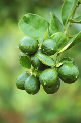 BRANCH OF LEMON TREE IN HAWAII