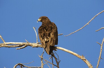 GREATER SPOTTED EAGLE aquila clanga, ADULT ON BRANCH AGAINST BLUE SKY