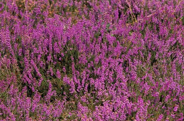 Naklejka premium HEATHER IN SOLOGNE, A FRENCH REGION
