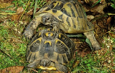 PAIR OF HERMANN'S TORTOISE testudo hermanni