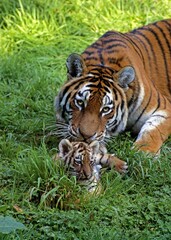 Fototapeta na wymiar SIBERIAN TIGER panthera tigris altaica, MOTHER AND CUB