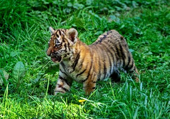 SIBERIAN TIGER panthera tigris altaica, CUB CALLING FOR MOTHER