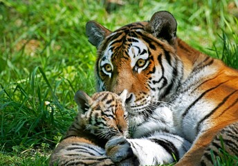 Fototapeta na wymiar SIBERIAN TIGER panthera tigris altaica, MOTHER AND CUB