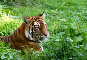 SIBERIAN TIGER panthera tigris altaica, HEAD OF ADULT EMERGING FRON LONG GRASS