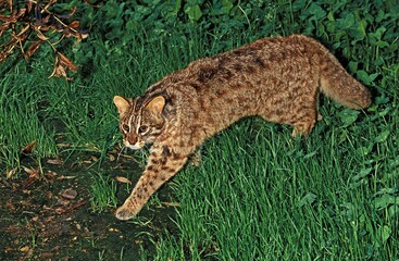 AMUR LEOPARD CAT OR SIBERIAN LEOPARD CAT prionailurus bengalensis euptilura