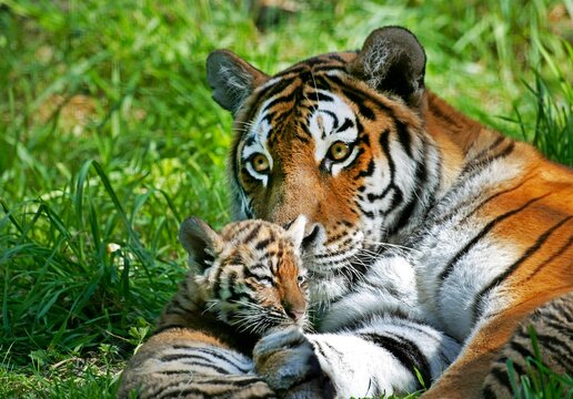 SIBERIAN TIGER panthera tigris altaica, MOTHER AND CUB