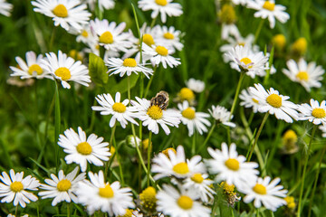 Fototapeta premium Bee on camelle