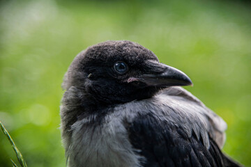 Hooded crow chick